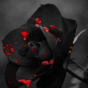 Meet your Posher, Tee